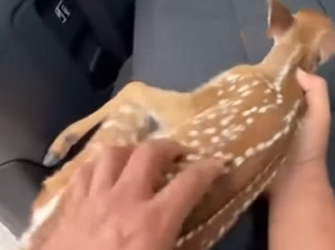 V2402010 Rescaté a Este Ciervo Bebé y Esto Pasó (Part 2)