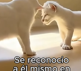 V2402001 Encontró un hogar (Part 2)