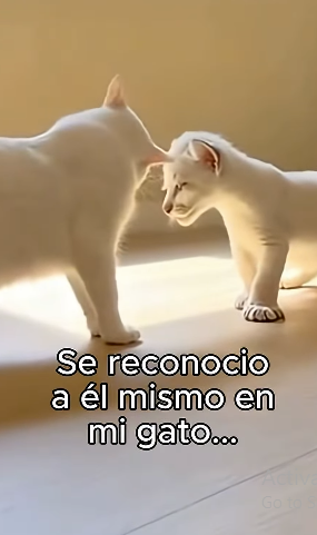 V2402001 Encontró un hogar (Part 2)