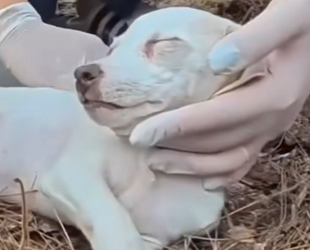 M2602010 Por morder una chancleta conocí el abandono (Parte 2)