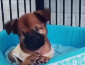 M2602002 Conchita la perrita sin ojos (Parte 2)