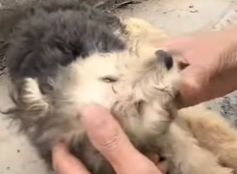 M2602003 Su cuerpecito estaba rendido pero su corazón todavía quería luchar. (Parte 2)