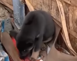 M2602009 Tres días sin agua Encerrado en un gallinero, lloré hasta quedar s… (Parte 2)