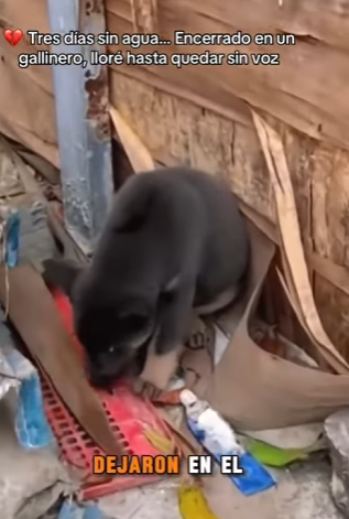 M2602009 Tres días sin agua Encerrado en un gallinero, lloré hasta quedar s… (Parte 2)