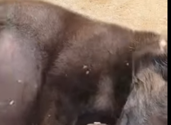 M2602008 Tirado entre los rieles del ferrocarril nadie lo veía hasta que (Parte 2)