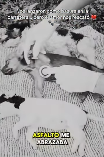 M2602004 Nos lanzaron como basura en la carretera pero el amor nos rescató (Parte 2)