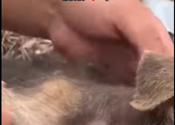 M2602006 Pedí pan lo que recibí fue dolor (Parte 2)