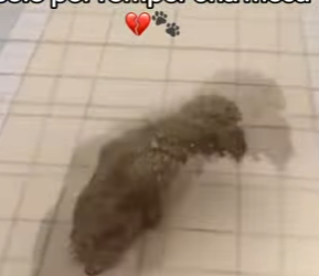 M2602007 Me dejaron inválida solo por romper una mesa (Parte 2)