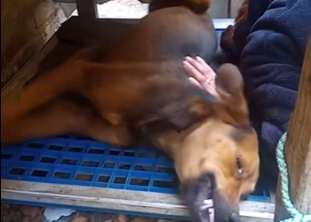 M0402007 Me 3nvenen@ron solo por ladrar (Parte 2)