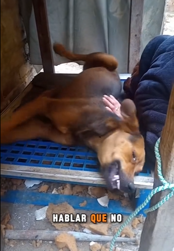 M0402007 Me 3nvenen@ron solo por ladrar (Parte 2)