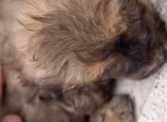 M2602005 Temblaba como una hoja,no por el frío sino por el miedo (Parte 2)