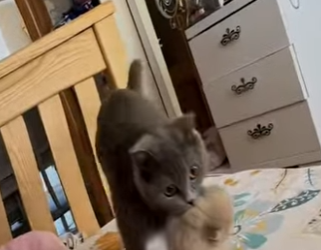 V2602007 salvaron sus crias de sus depredador3s (Parte 2)