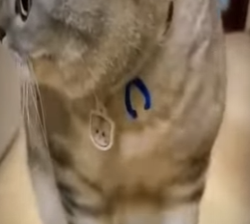 V2602010 este gatito pensó que el pato era su hijo (Parte 2)