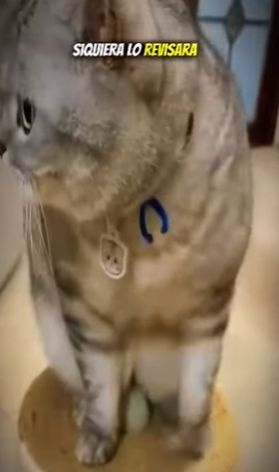 V2602010 este gatito pensó que el pato era su hijo (Parte 2)