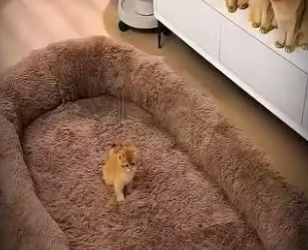 V2602001 estos gatitos no estaban satisfechos con su cama se acostaban en la… (Parte 2)