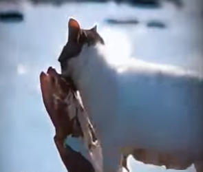 V2602003 Un gato callejero carga un pez más grande que ella por una poderosa (Parte 2)