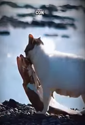 V2602003 Un gato callejero carga un pez más grande que ella por una poderosa (Parte 2)