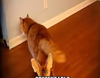 V2602005 Rescaté un pequeño zorro ahora no se despega de mi lado! (Parte 2)