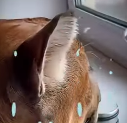 V2602011 Cuidarlas este gatito por amor (Parte 2)