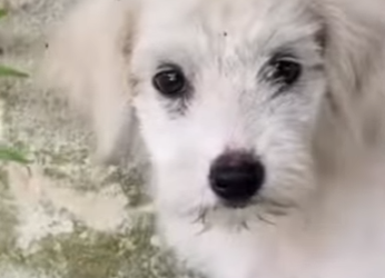 M0402002 Paralítico, solo olvidado hasta que apareció ella (Parte 2)