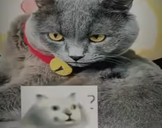 V2602009 los dueños hacían cualquier cosa para que sus gatos se tomarán la med… (Parte 2)