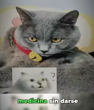 V2602009 los dueños hacían cualquier cosa para que sus gatos se tomarán la med… (Parte 2)