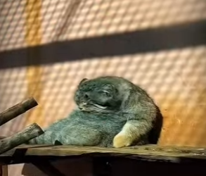 ¿alguien sabe que animalito es (Parte 2)