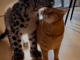 P2602009 Local resident gets a free ride and a check-up. 5-star service! ⭐ (Part 2)