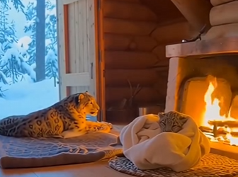 P2602004 wounded snow leopard come help …I saved her baby (Part 2)