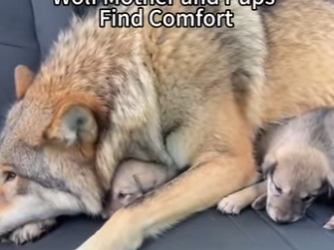 P2602010 saved wolf mother, then… (Part 2)