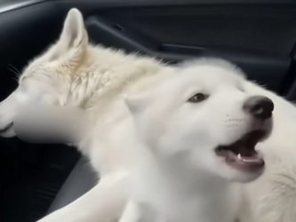 P2602007 If “I’m not happy about this” was a face. (Part 2)