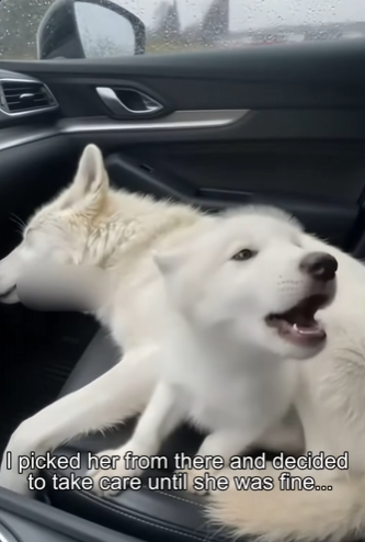 P2602007 If “I’m not happy about this” was a face. (Part 2)