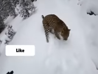 P2602006 Note No animal is injured in (Part 2)