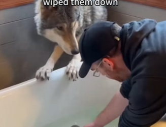 P2602005 When Wolves Knocked on Our Door… (Part 2)