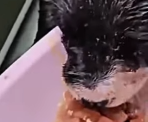 M0402012 Tenía horas de nacido ya querían apagar mi vida (Parte 2)