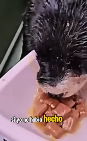 M0402012 Tenía horas de nacido ya querían apagar mi vida (Parte 2)