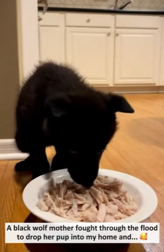 P2602011 Wolf Mother drop her pup into my home (Part 2)