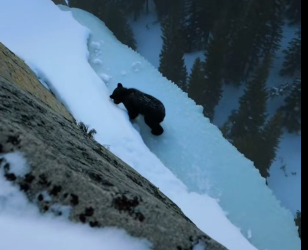 P2602008 Mother Bear Has Come Looking Me, Her Only Hope (Part 2)