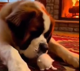 P2602003 dog risked everything to save kitten (Part 2)