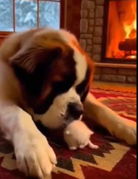 P2602003 dog risked everything to save kitten (Part 2)