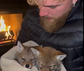 helped family of wolves,then (Part 2)