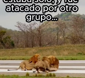 L2402012 Animales pasan por demasiad (Part 2)