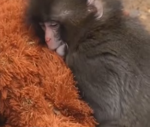 R2702002 The news about the orphaned baby mammoth in Japan that went around the world. After being orphaned (Part 2)