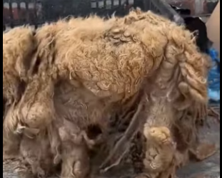 R2702003 Rescue a dog with long hair (Part 2)