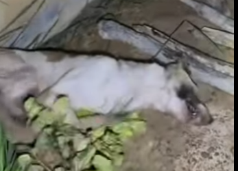 M0402010 Me arrebataron la luz de mis ojos mientras dormía (Parte 2)