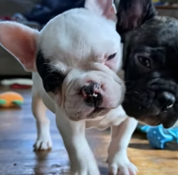 R2702001 Extremadamente amor (Part 2)