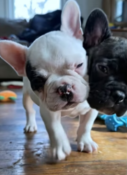 R2702001 Extremadamente amor (Part 2)