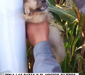 R2702004 I saw a small dog tied to an iron post. Its paws and nose were bound with straps, making it almost u (Part 2)