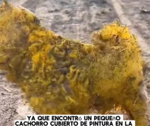 R2702010 Jack saw small dog covered in paint at landf (Part 2)