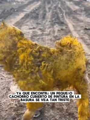 R2702010 Jack saw small dog covered in paint at landf (Part 2)